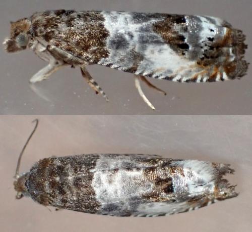 Réf. 302 882 : Notocelia rosaecolana